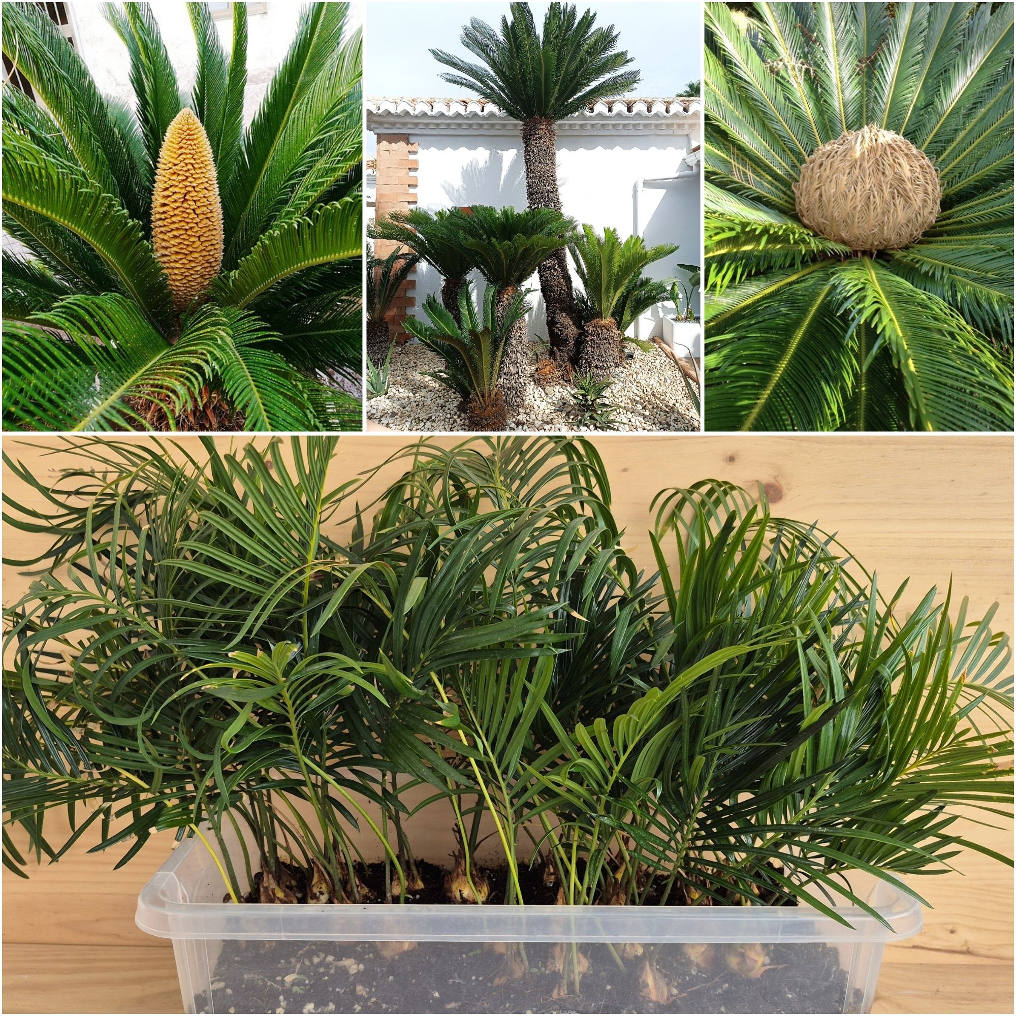 Cycas revoluta Seedlings