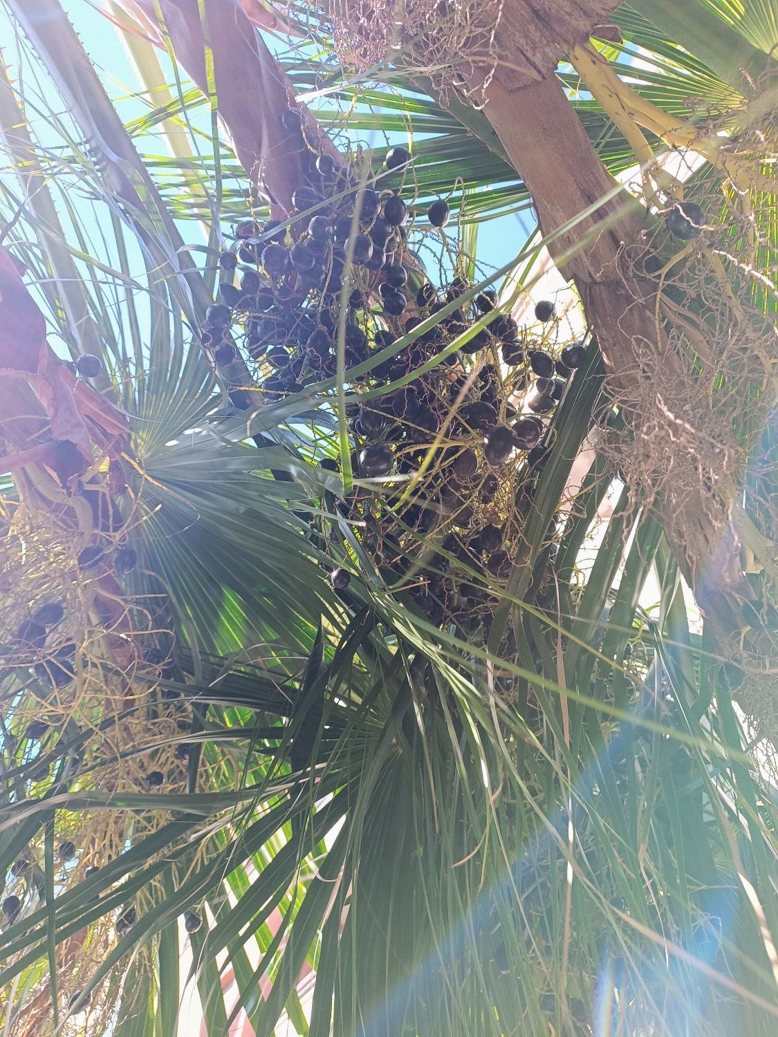 Livistona chinensis var. subglobosa - Taiwan Fan Palm Seedlings 10 Livistona chinensis var. subglobosa