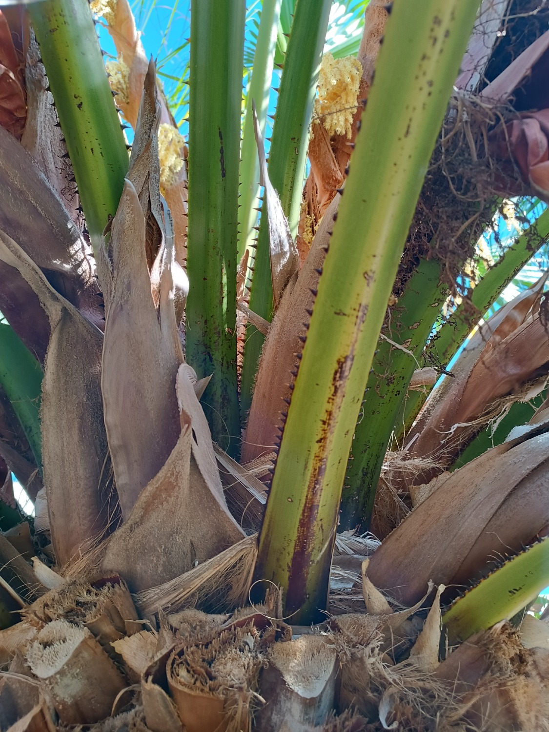 Livistona chinensis var. subglobosa - Taiwan Fan Palm Seedlings 9 Livistona chinensis var. subglobosa
