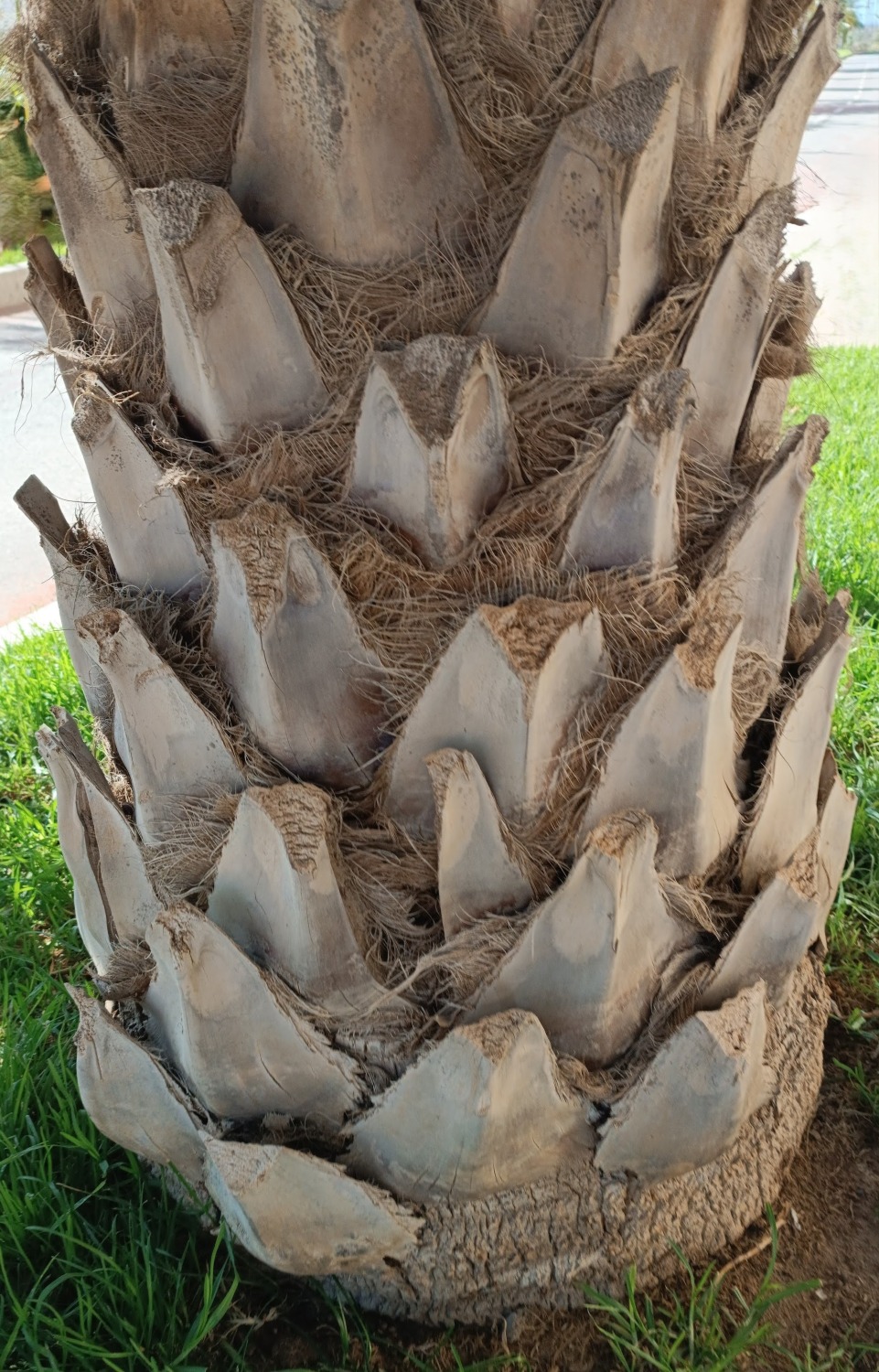 Livistona chinensis var. subglobosa - Taiwan Fan Palm Seedlings 8 Livistona chinensis var. subglobosa