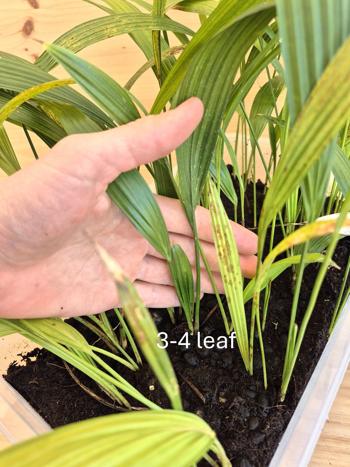 Livistona chinensis var. subglobosa - Taiwan Fan Palm Seedlings 4 Livistona chinensis var. subglobosa s