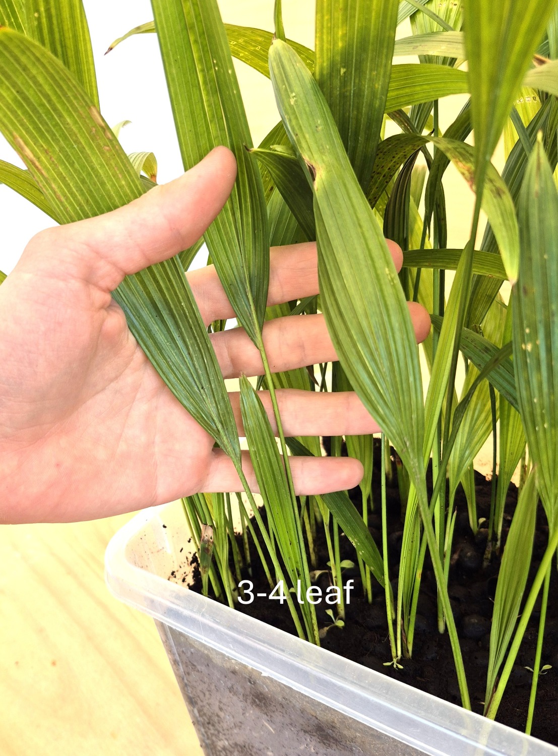 Livistona chinensis var. subglobosa - Taiwan Fan Palm Seedlings 2 Livistona chinensis var. subglobosa s