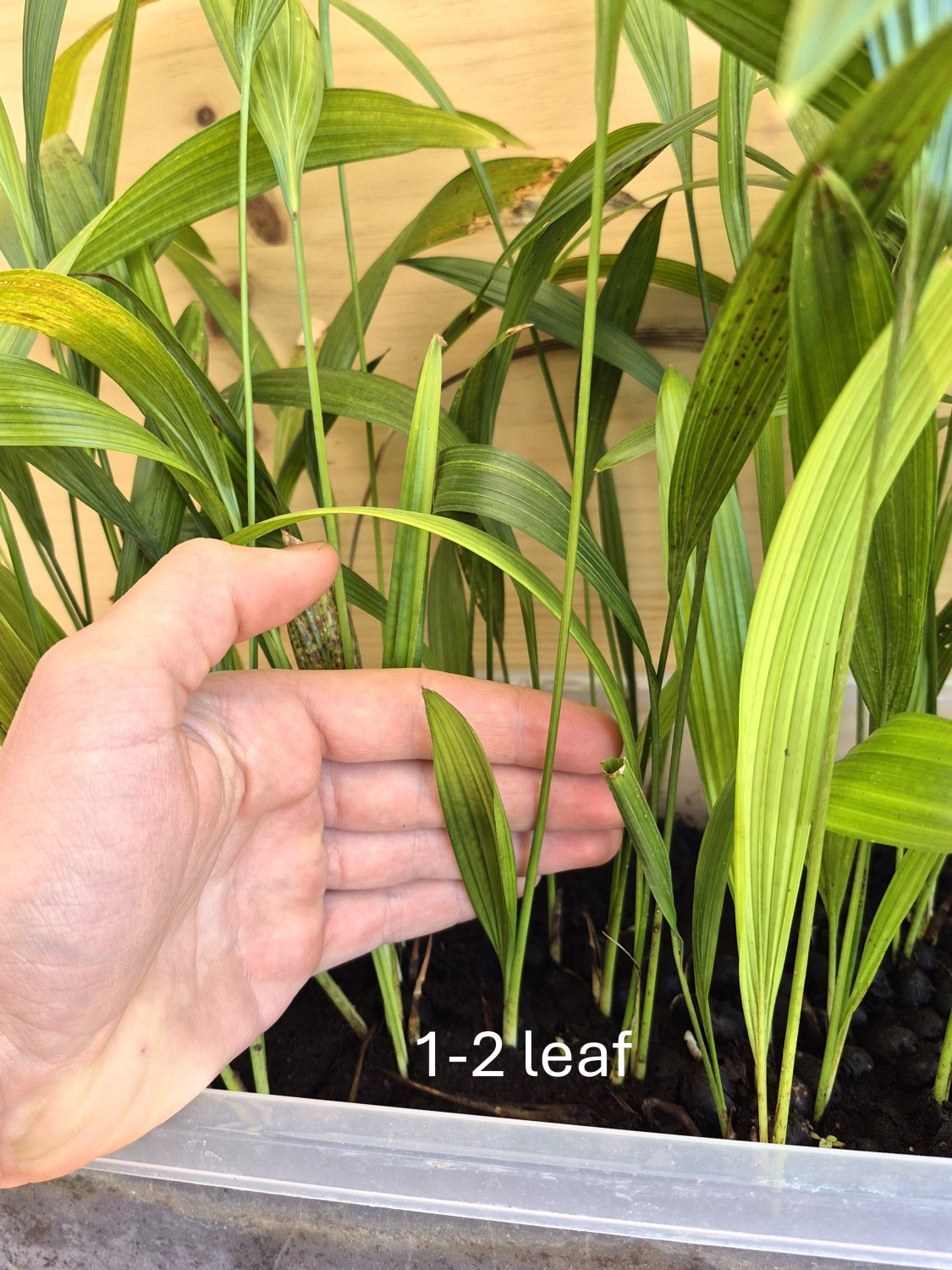 Livistona chinensis var. subglobosa - Taiwan Fan Palm Seedlings 5 Livistona chinensis var. subglobosa s