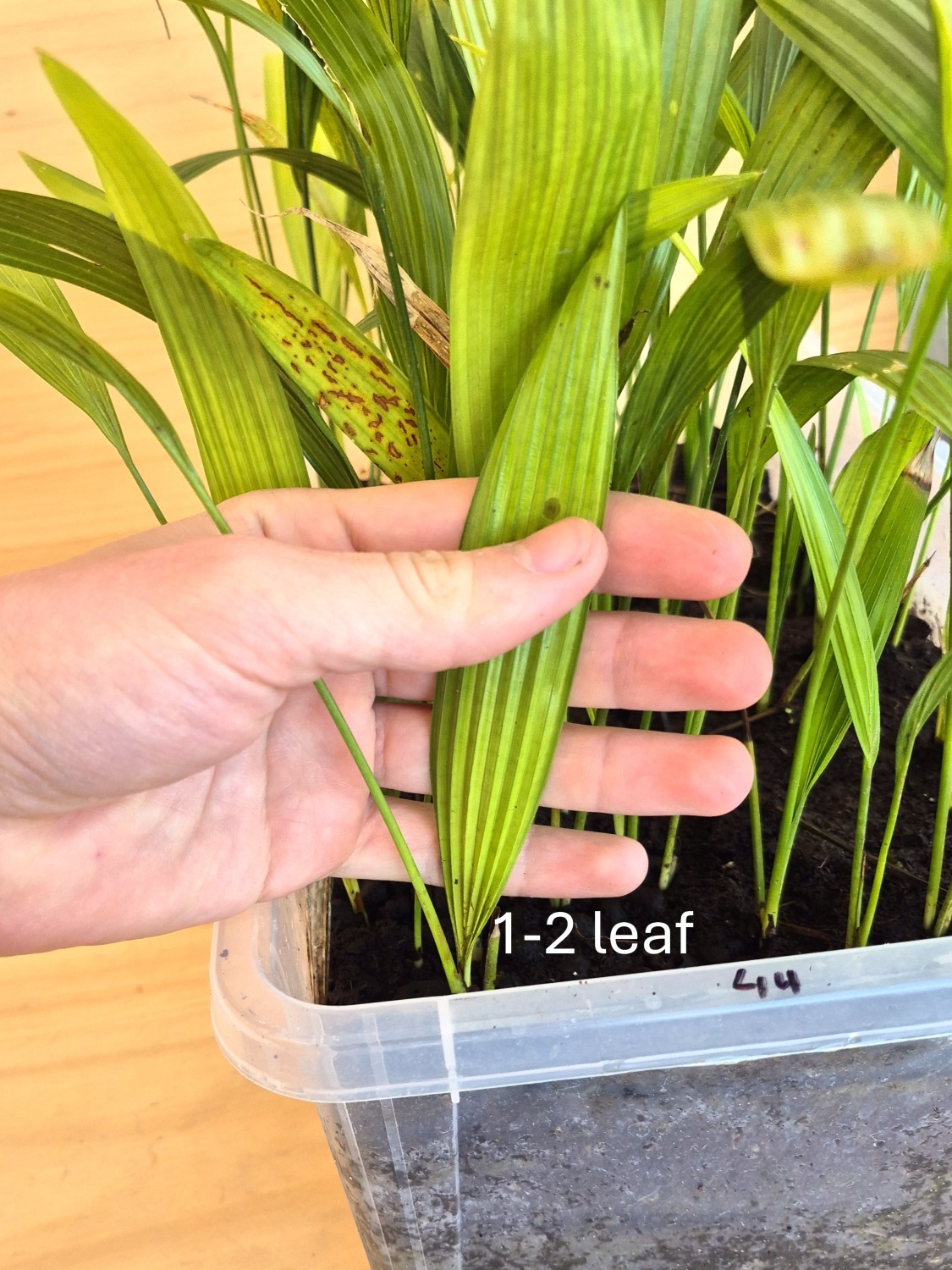 Livistona chinensis var. subglobosa - Taiwan Fan Palm Seedlings 3 Livistona chinensis var. subglobosa s