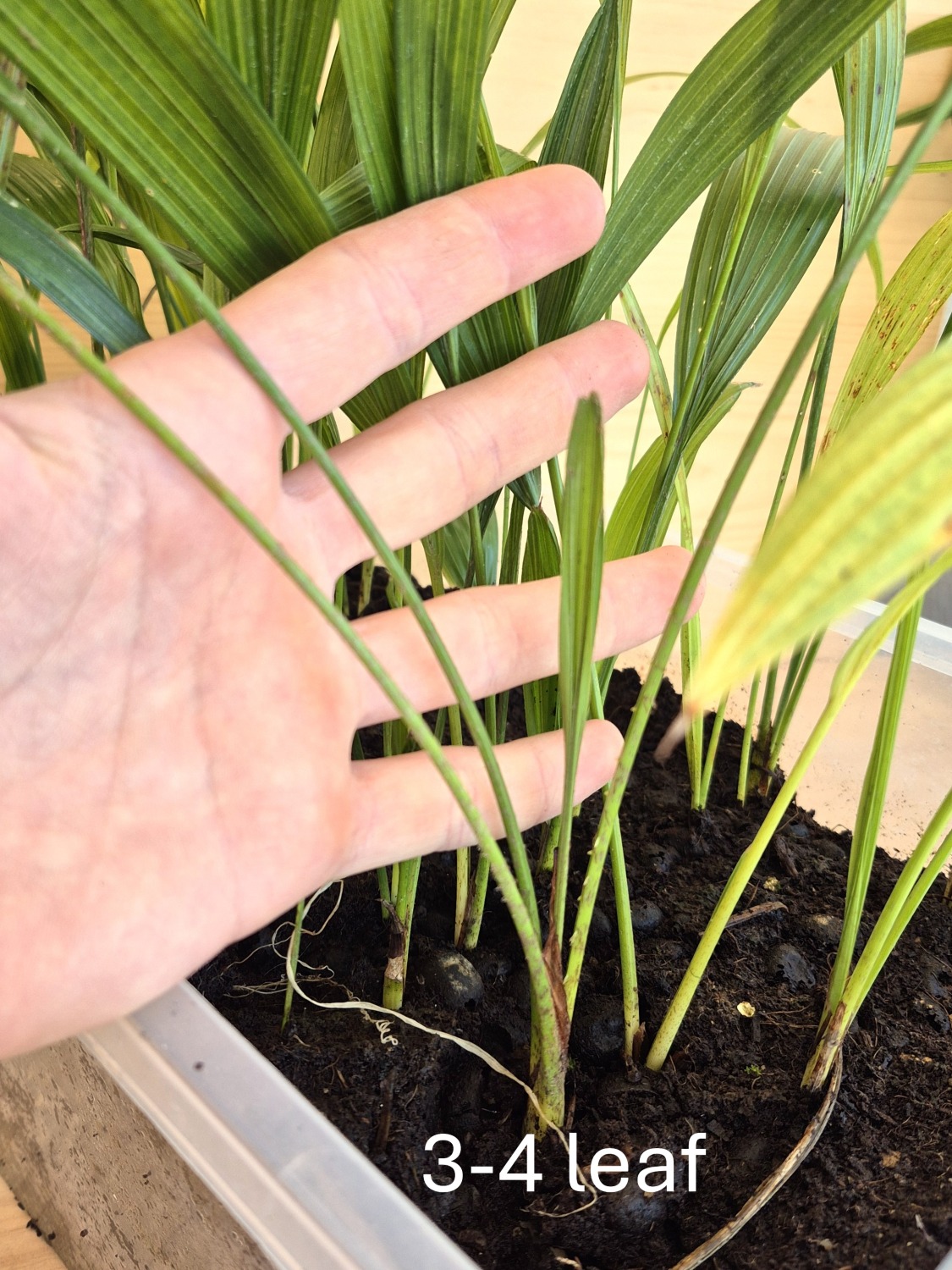 Livistona chinensis var. subglobosa - Taiwan Fan Palm Seedlings 6 Livistona chinensis var. subglobosa s
