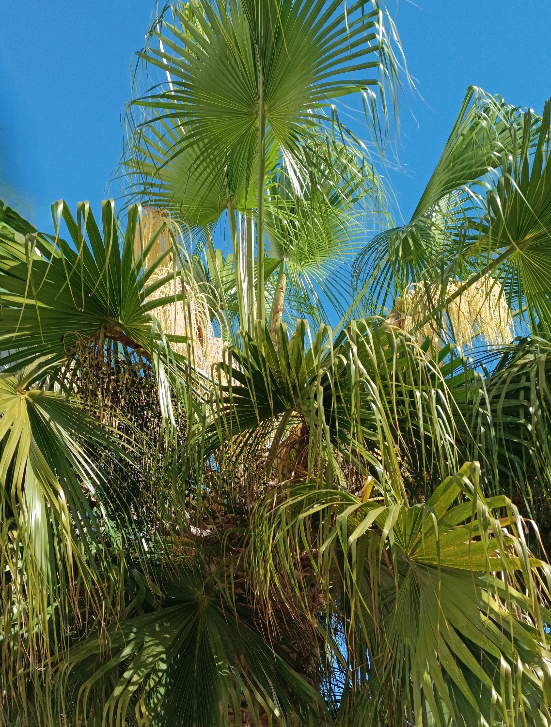 Livistona chinensis var. subglobosa - Taiwan Fan Palm Seedlings 7 Livistona chinensis var. subglobosa