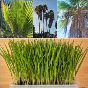 Washingtonia Robusta Seedlings