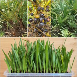 Serenoa repens Seedlings