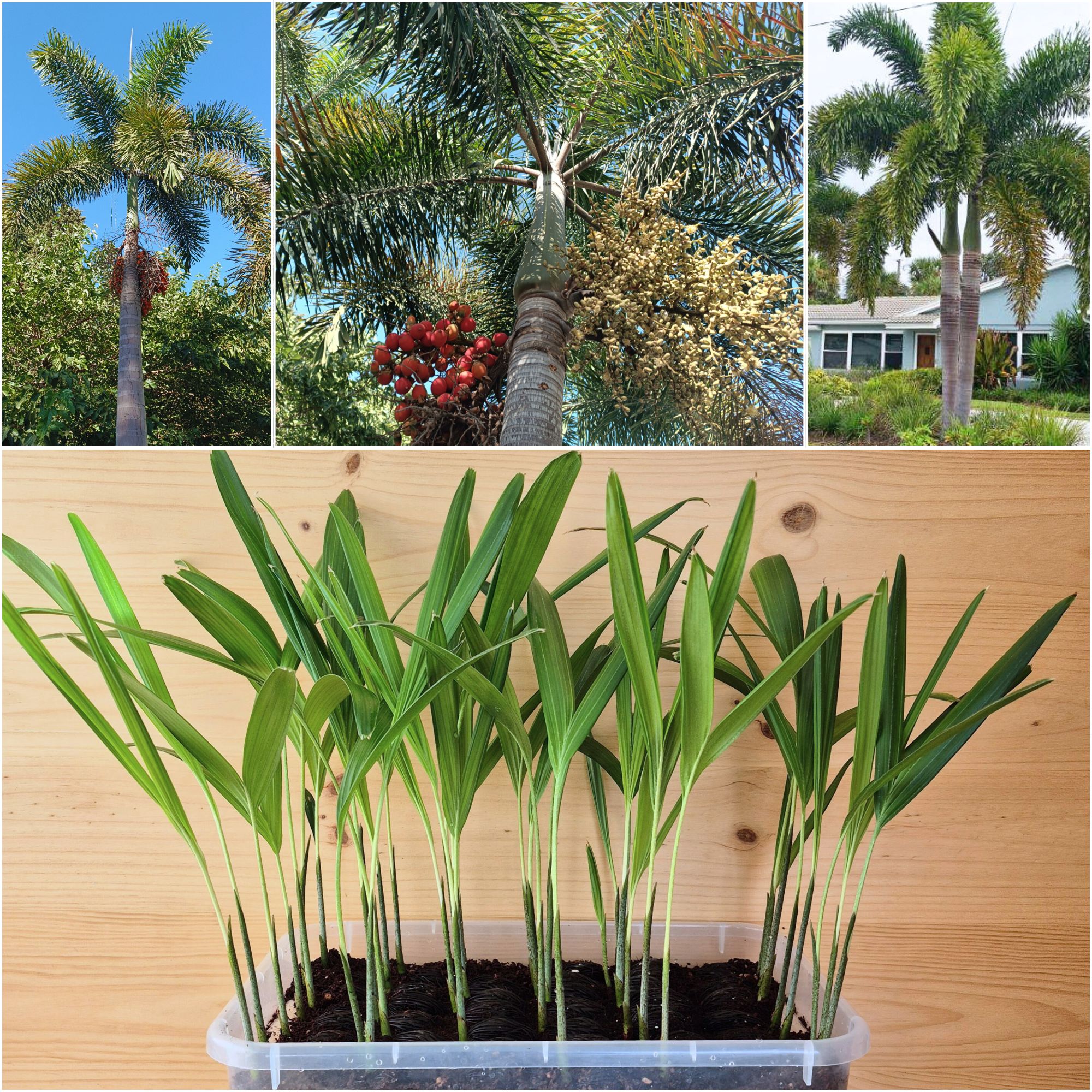 Wodyetia bifurcata Seedings