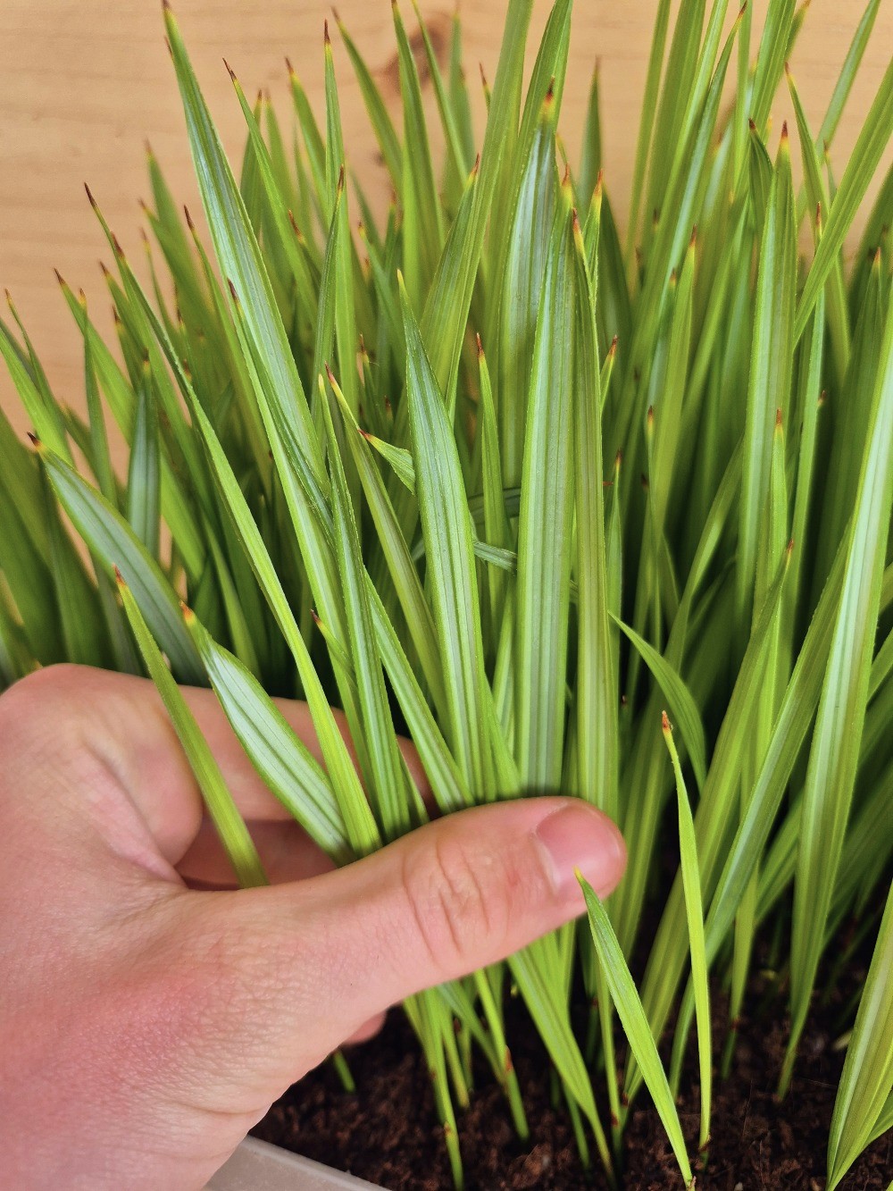 Acoelorraphe wrightii - Everglades Palm Seedlings 2 Acoelorraphe wrightii ()