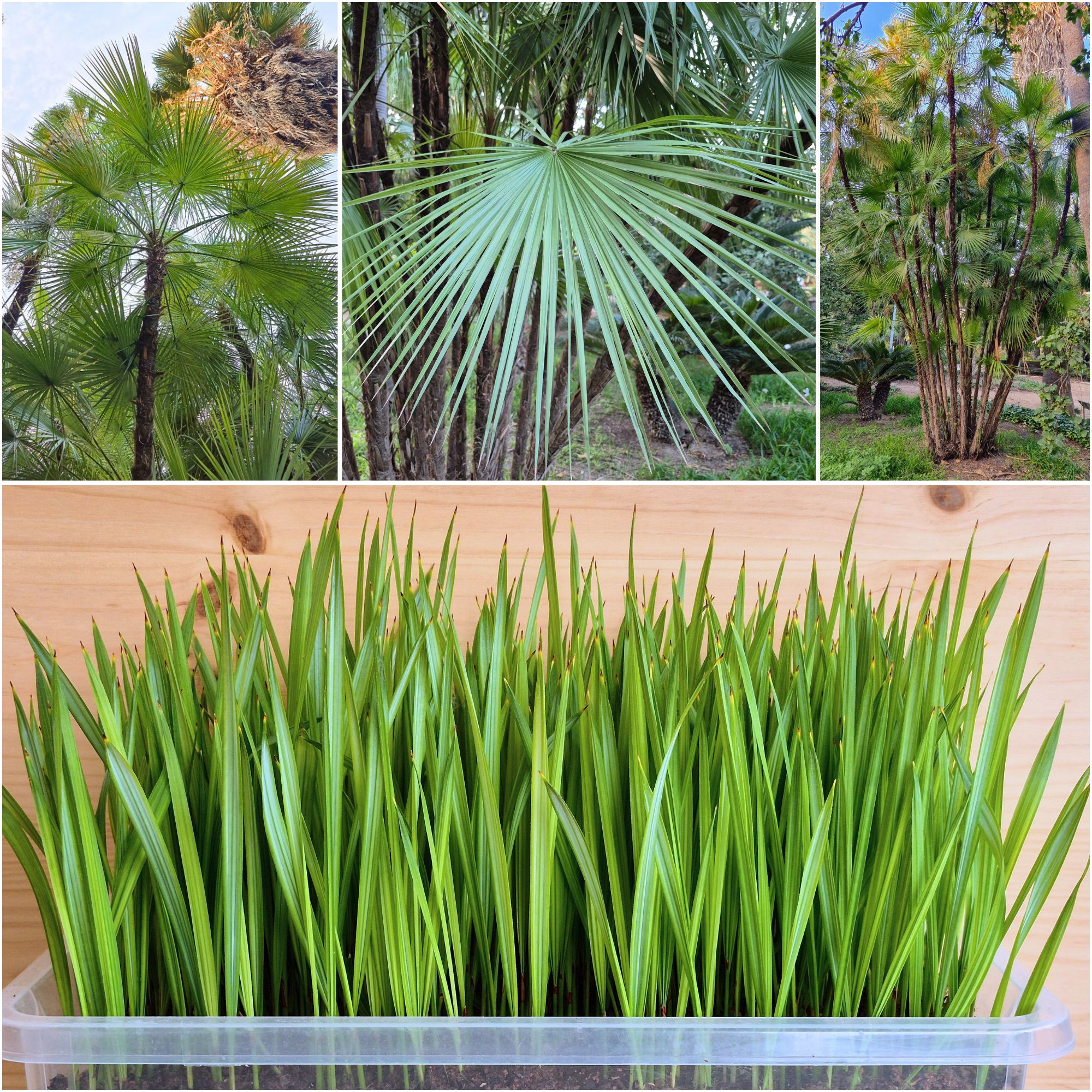 Acoelorraphe wrightii Seedlings