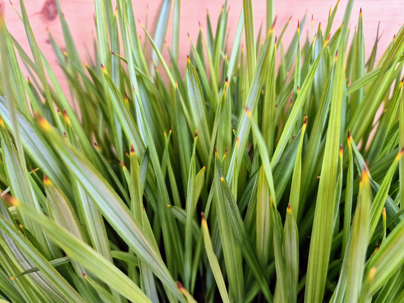Acoelorraphe wrightii - Everglades Palm Seedlings 3 Acoelorraphe wrightii