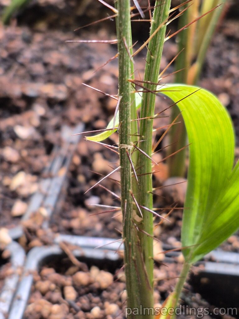 Acrocomia aculeata seedlings