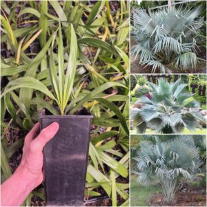 Copernicia hospita Cuban Wax Palm