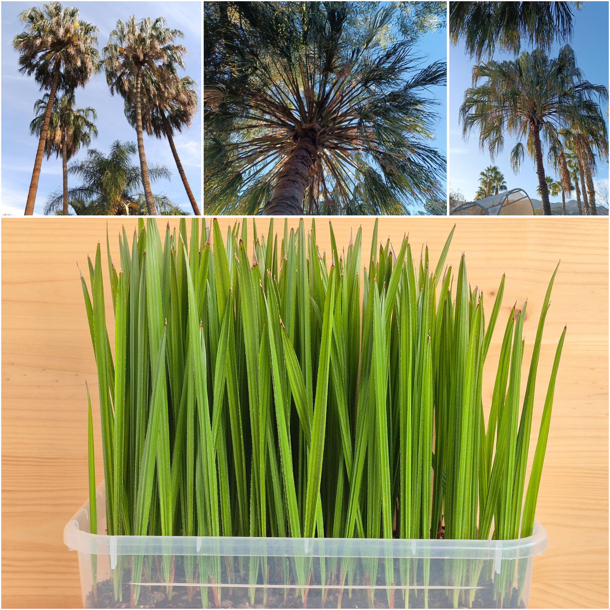 Livistona Decora Seedlings