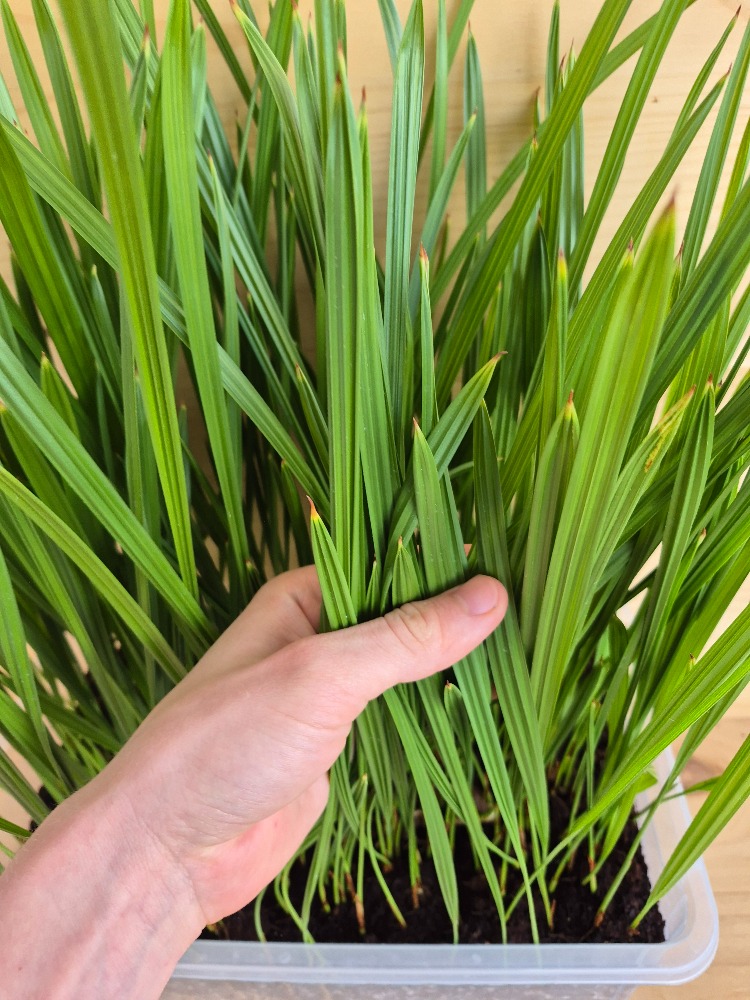 Phoenix dactylifera - Date Palm Seedlings 2 Phoenix Dactylifera ()