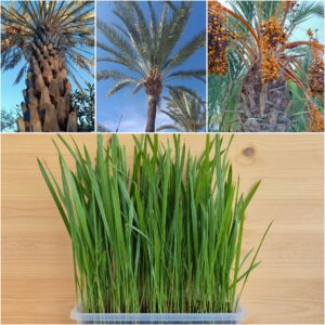 Phoenix Dactylifera Seedlings