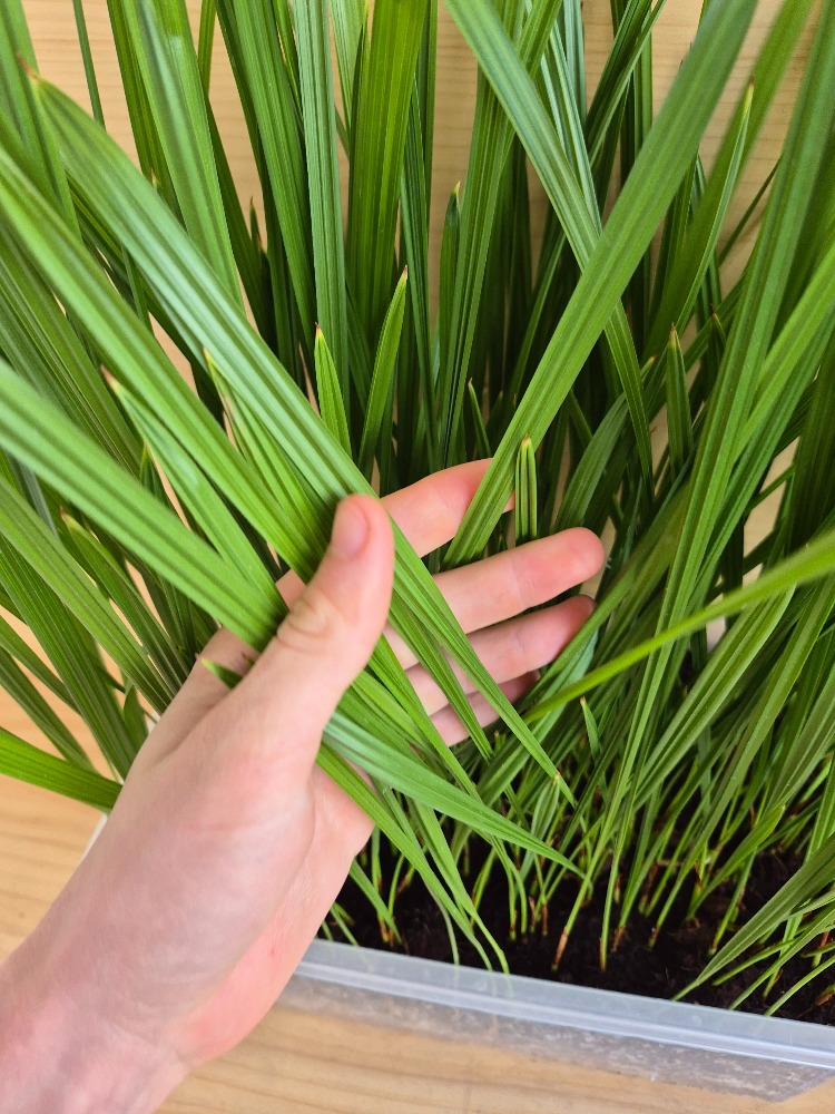 Phoenix dactylifera - Date Palm Seedlings 3 Phoenix Dactylifera