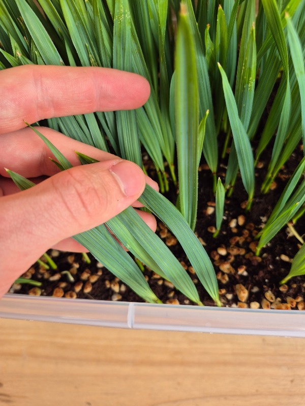 Sabal minor - Dwarf Palmetto Seedlings 2 Sabal minor