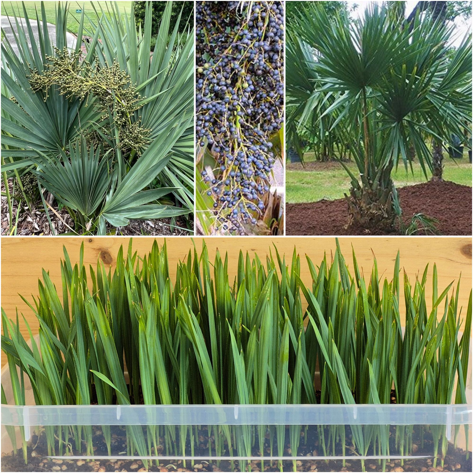 Sabal minor Dwarf Palmetto Seedlings