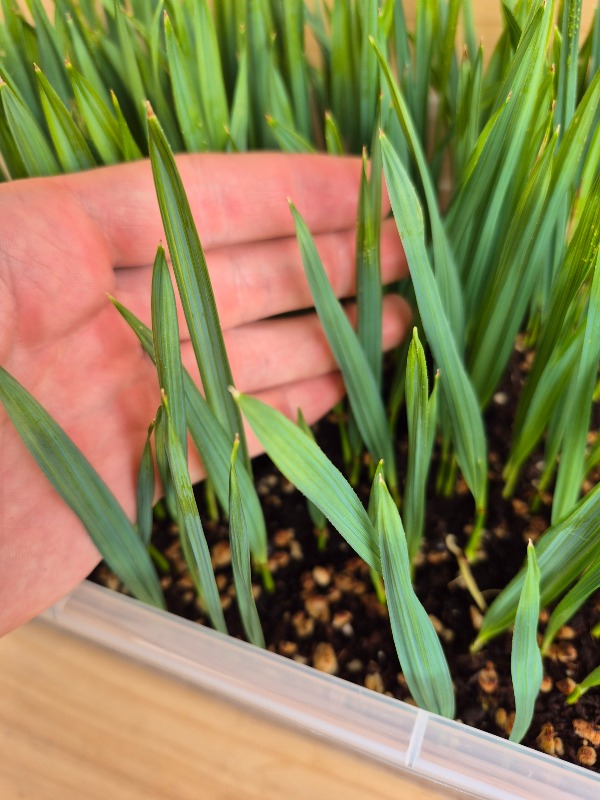 Sabal minor - Dwarf Palmetto Seedlings 3 Sabal minor