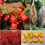 Brachychiton Acerfolius Seeds (Illawarra Flame Tree)