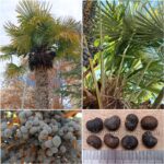 Trachycarpus Fortunei Seeds (Windmill Palm)