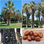 Washingtonia Filifera Seeds (California Fan Palm)