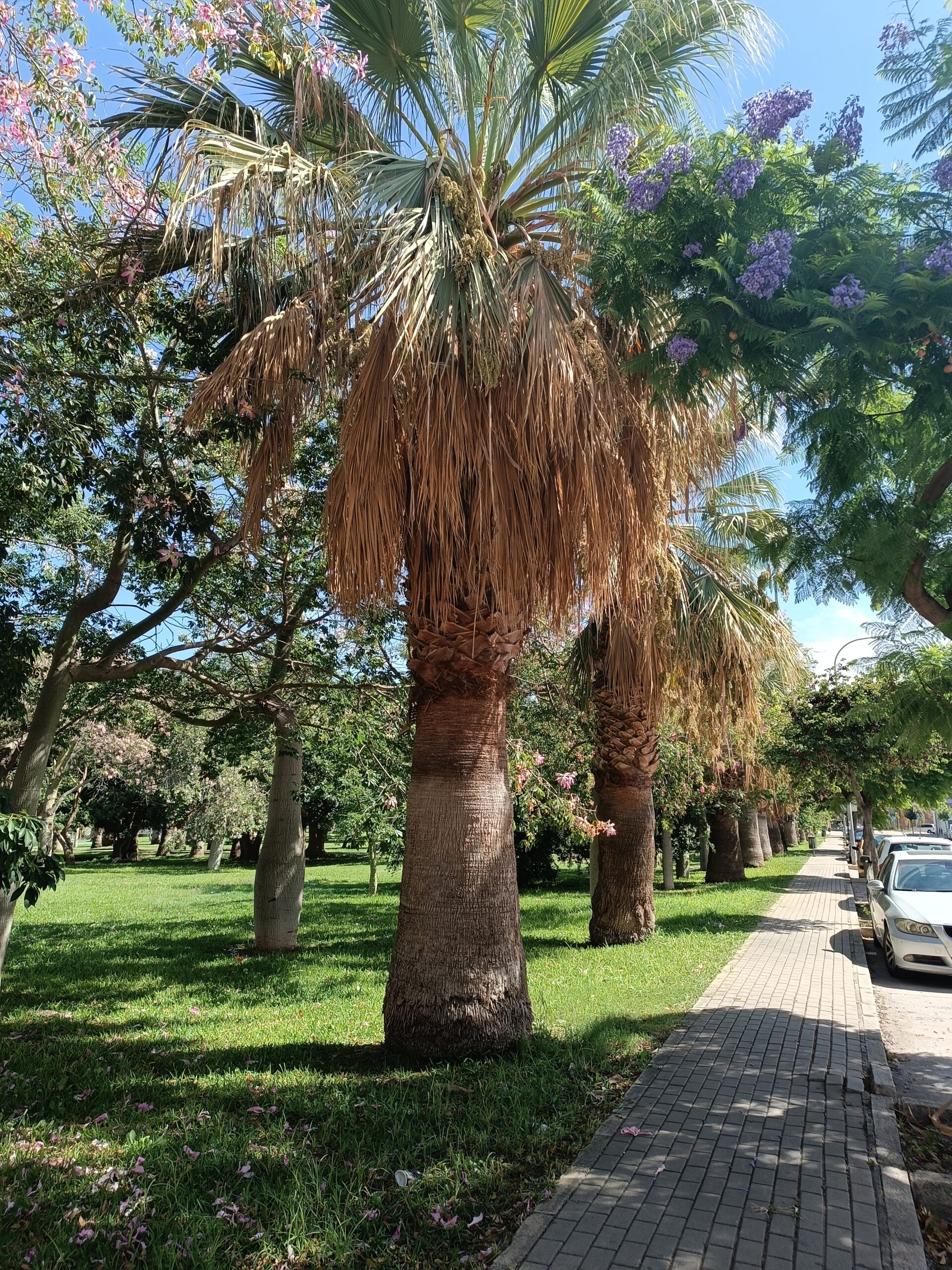 Semi Di Palma Di Washington - Washingtonia Filifera - 20 Semi, Pianta Resistente Al Freddo