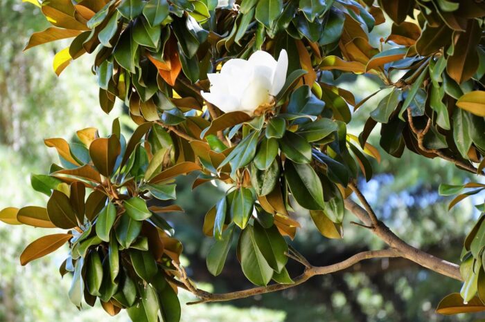 Magnolia grandiflora 3