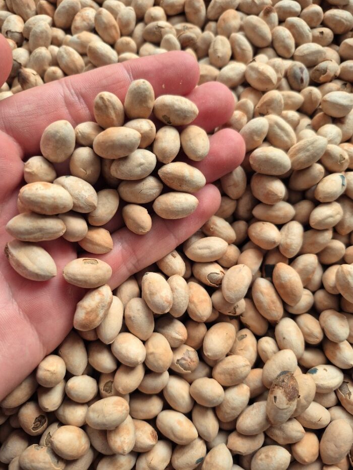 livistona chinensis seeds