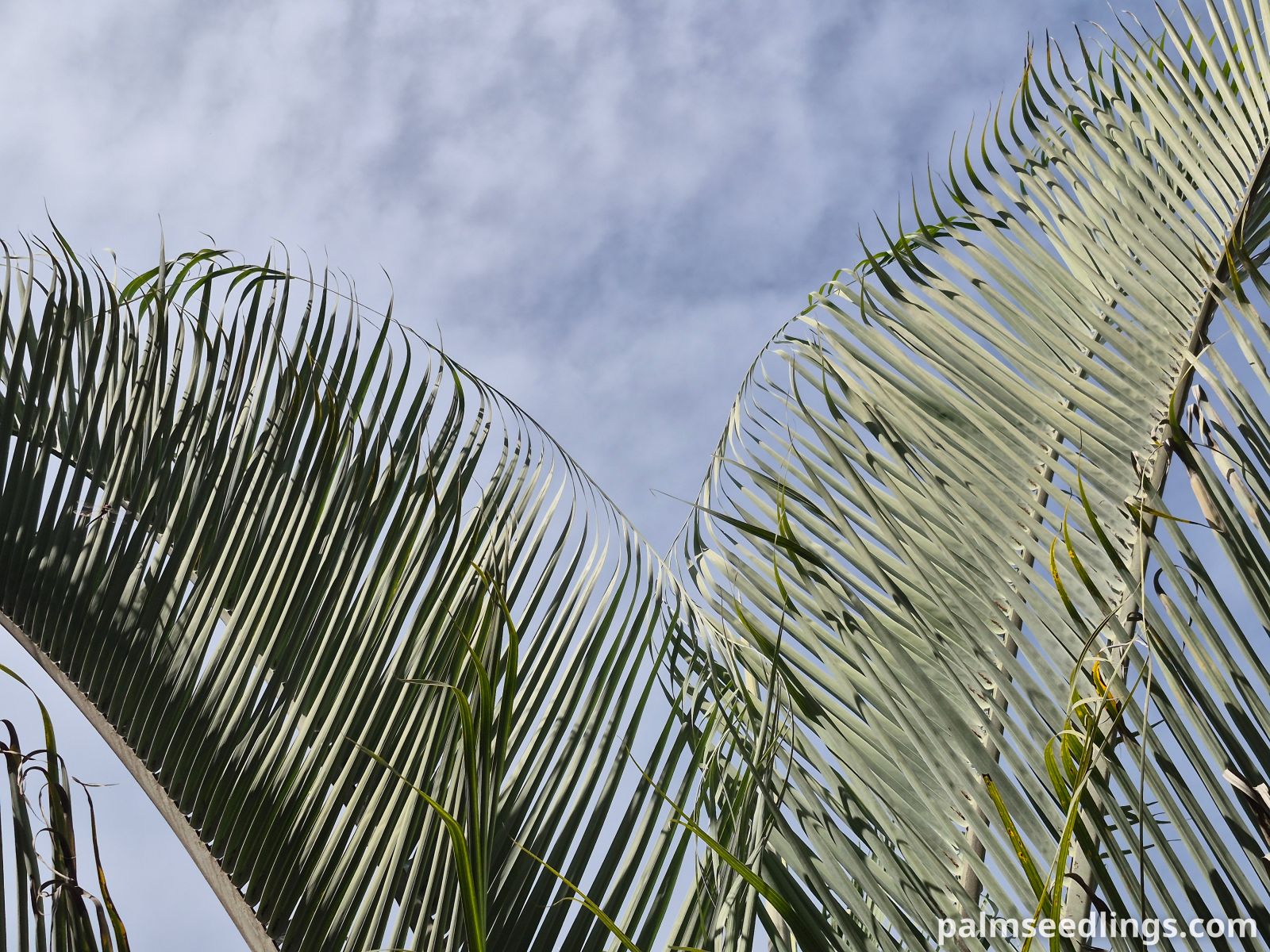 triangle palm leaves