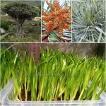 Dracaena Draco Seedlings (Dragon Tree)