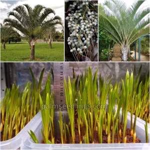 Dypsis Decaryi Seedlings Triangle Palm Tree