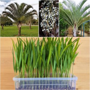 Dypsis decaryi Triangle Palm Seedlings