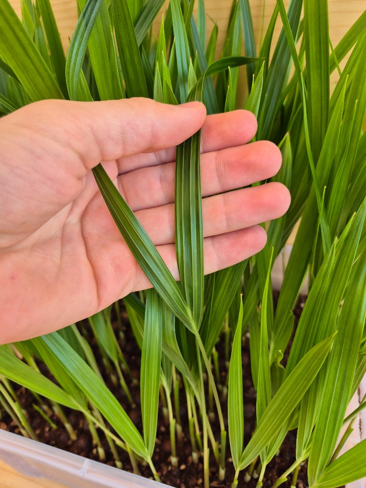 Dypsis decaryi Triangle Palm Seedlings ()