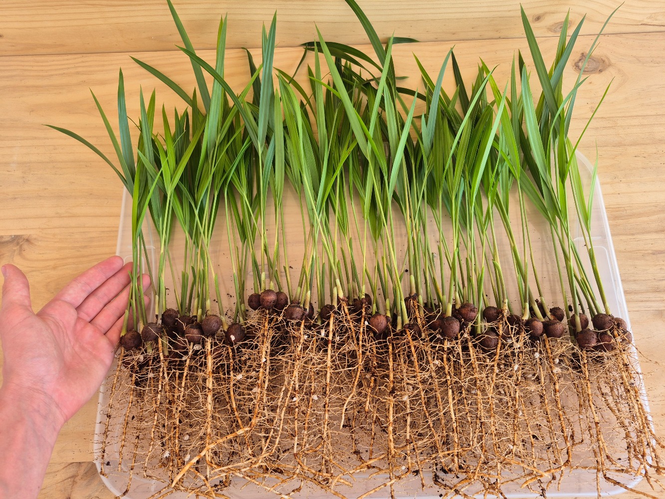 Dypsis decaryi Triangle Palm Seedlings ()