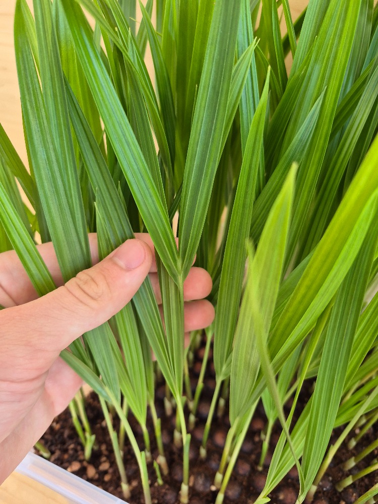 Dypsis decaryi Triangle Palm Seedlings