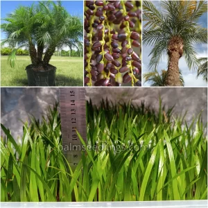 Phoenix Roebelenii Seedlings Pygmy Date Palm Tree