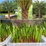 Phoenix Sylvestris Seedlings (Silver Date Palm)