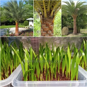 Phoenix Sylvestris Seedlings Silver Date Palm Tree