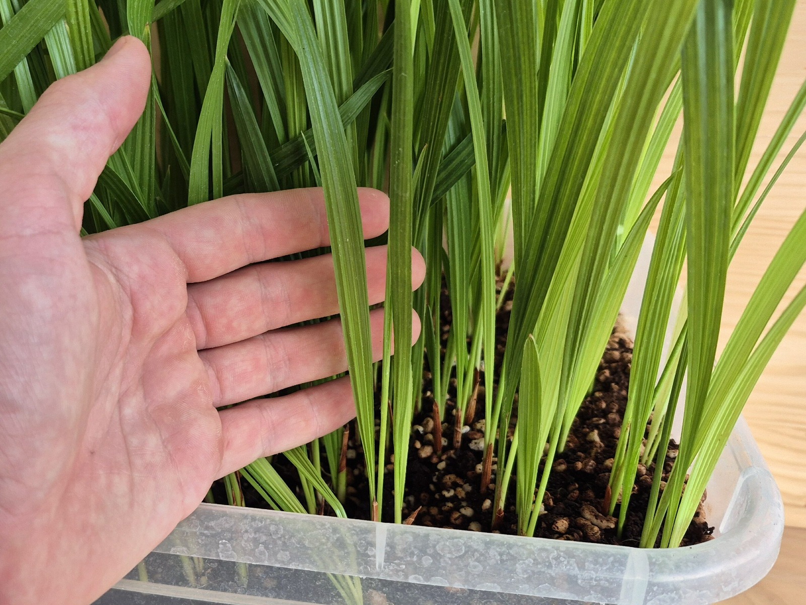 Phoenix sylvestris Seedlings