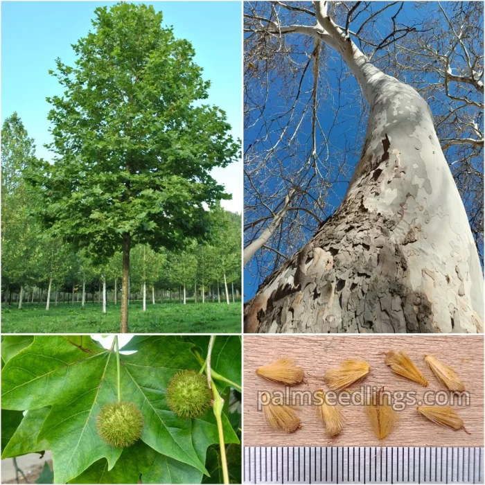 Platanus x Hispanica Seeds London Plane Tree