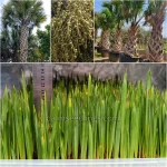 Sabal Palmetto Seedlings (Cabbage Palm)