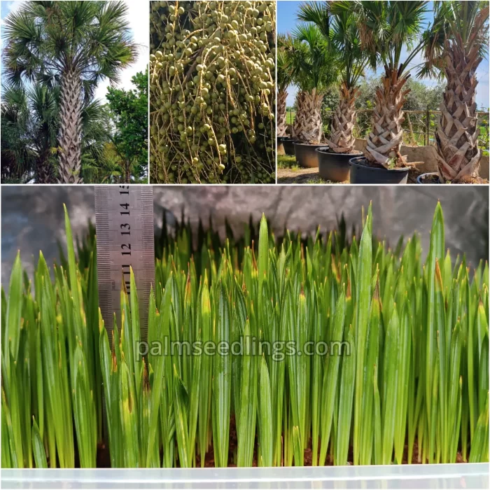 Sabal Palmetto Seedlings Cabbage Palm Tree