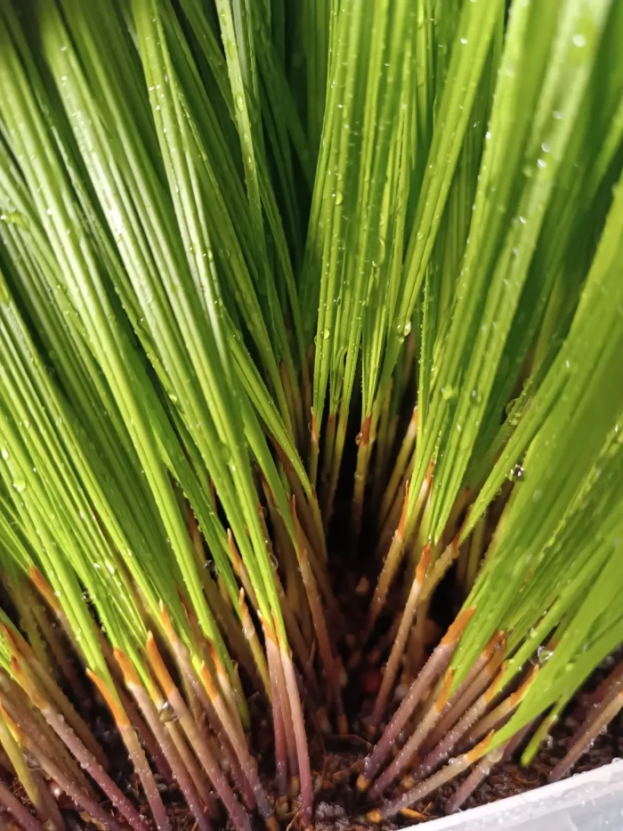 Washingtonia Filifera ()