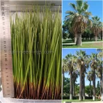 Washingtonia Filifera Seedlings (California Fan Palm)