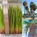 Washingtonia Robusta Seedlings (Mexican Fan Palm)