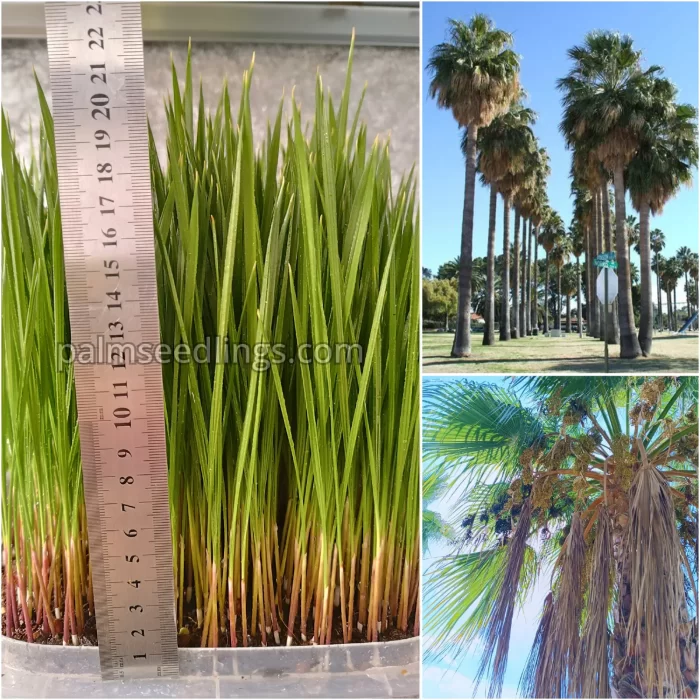 Washingtonia Robusta Seedlings Mexican Fan Palm Tree