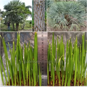 Copernicia Alba Seedlings Caranday Palm Tree